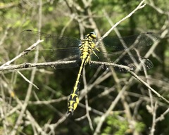 Gomphus schneiderii