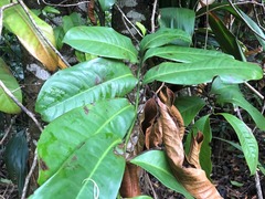 Eupomatia laurina