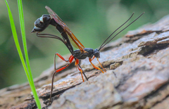 Rhyssella approximator