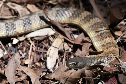 Tiger Snake sighting