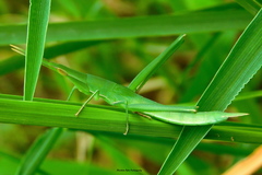 Acrida cinerea