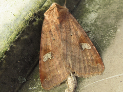 Diarsia canescens