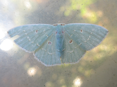 Comostola subtiliaria