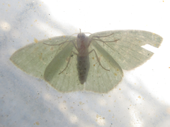 Comostola subtiliaria