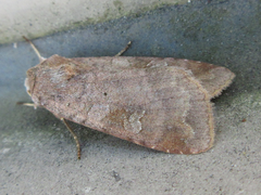 Diarsia canescens