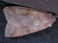 Diarsia canescens