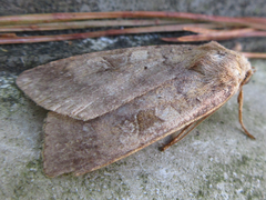 Diarsia canescens