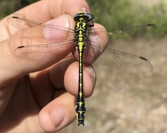 Gomphus schneiderii