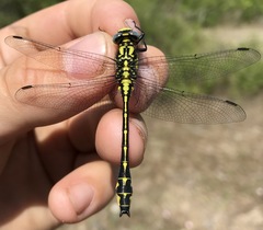 Gomphus schneiderii