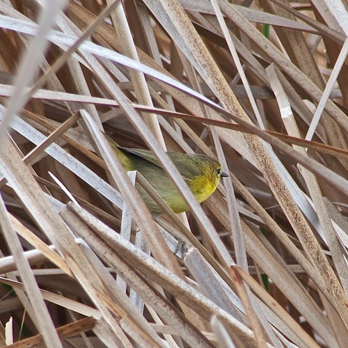 Geothlypis beldingi