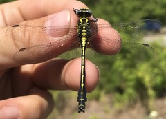 Gomphus schneiderii