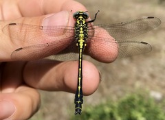 Gomphus schneiderii