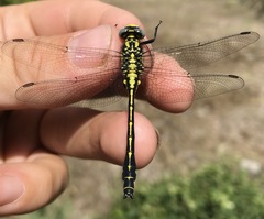 Gomphus schneiderii