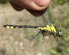 Gomphus schneiderii