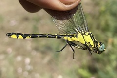 Gomphus schneiderii