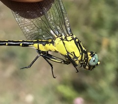 Gomphus schneiderii