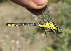 Gomphus schneiderii