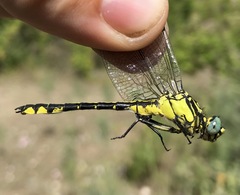Gomphus schneiderii