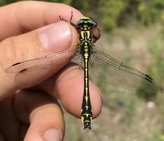 Gomphus schneiderii