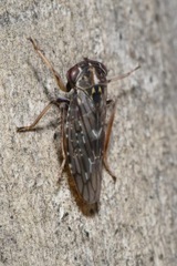 Stenidiocerus poecilus