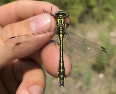Gomphus schneiderii