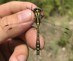 Gomphus schneiderii