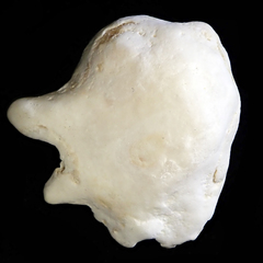 Drupina grossularia