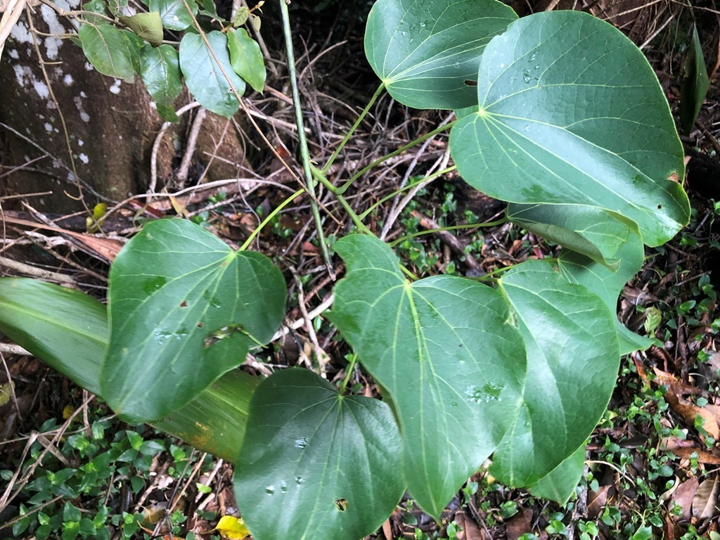 Big-Leaf Vine