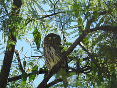 Glaucidium gnoma hoskinsii