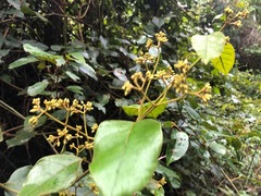 Parsonsia fulva