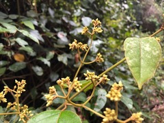 Parsonsia fulva