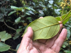 Parsonsia fulva
