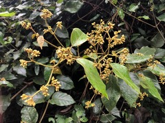 Parsonsia fulva