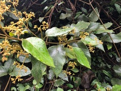 Parsonsia fulva