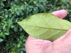 Parsonsia fulva