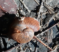 Parmavitrina rubrica