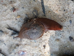 Parmavitrina rubrica