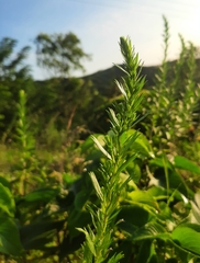 Hygrophila
