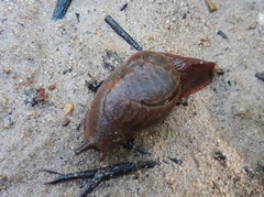 Parmavitrina rubrica