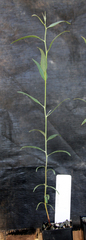 Eucalyptus campaspe