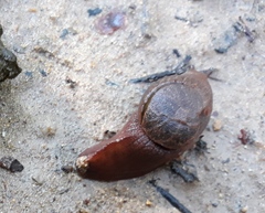Parmavitrina rubrica