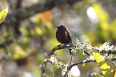 Ochthoeca cinnamomeiventris