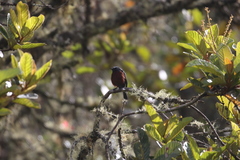 Ochthoeca cinnamomeiventris