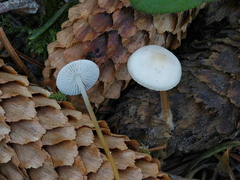 Strobilurus occidentalis