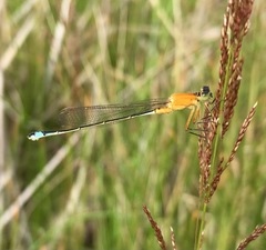 Ischnura aralensis