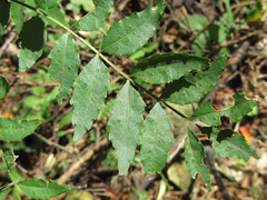 Zanthoxylum piperitum