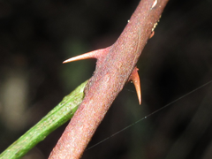 Zanthoxylum piperitum