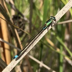 Ischnura aralensis