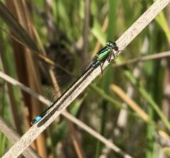 Ischnura aralensis