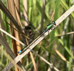 Ischnura aralensis